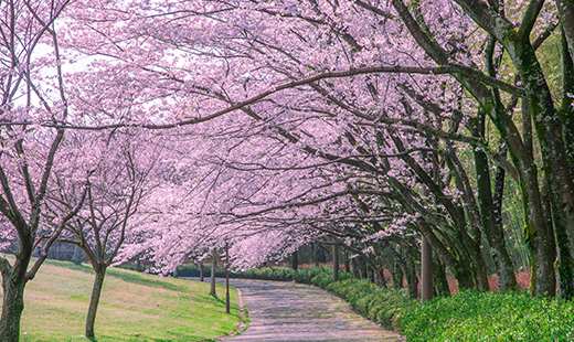 ほむさぽ公園